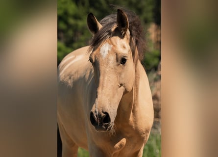 Andalusian, Gelding, 6 years, 16 hh, Buckskin