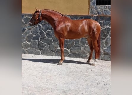 Andalusian, Gelding, 6 years, 16 hh, Chestnut-Red