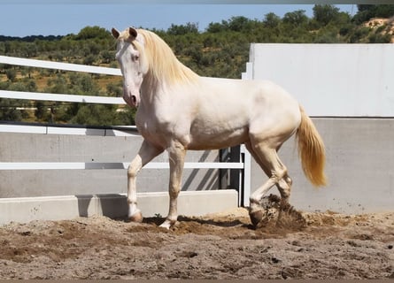 Andalusian, Gelding, 6 years, 16 hh, Perlino