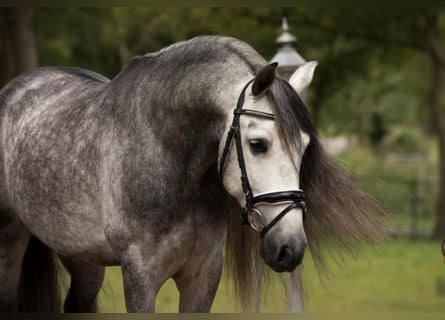 Andalusian, Gelding, 6 years, 16,1 hh, Grey