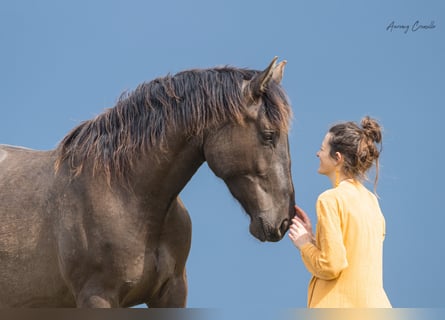 Andalusian Mix, Gelding, 6 years, 17,1 hh