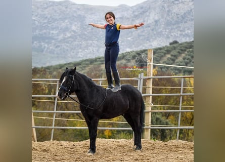 Andalusian Mix, Gelding, 7 years, 12,3 hh, Black