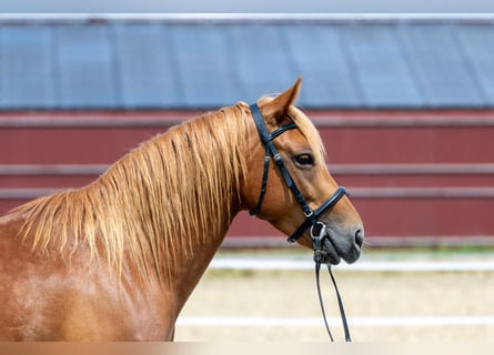 Andalusian, Gelding, 7 years, 14.1 hh, Chestnut-Red