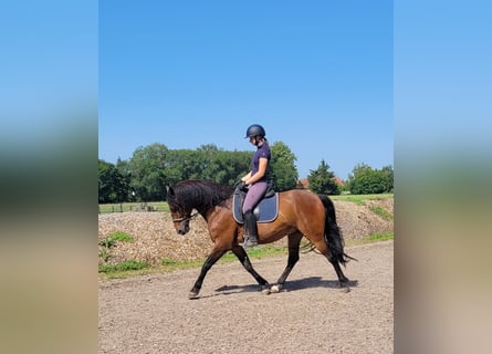 Andalusian Mix, Gelding, 7 years, 15,1 hh, Brown