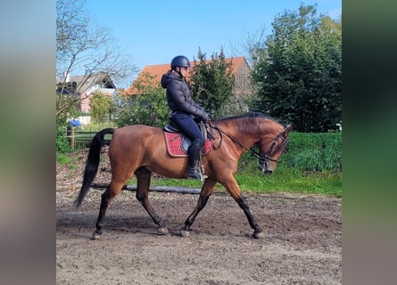 Andalusian Mix, Gelding, 7 years, 15.2 hh, Bay-Dark