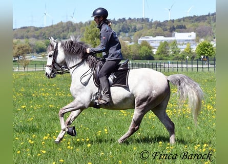 Andalusian, Gelding, 7 years, 15.2 hh, Grey