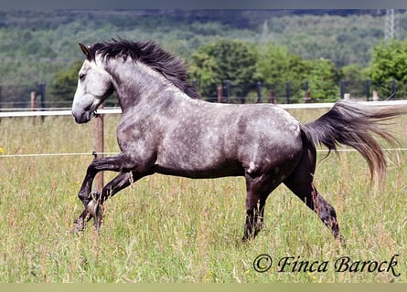Andalusian, Gelding, 7 years, 15.2 hh, Grey