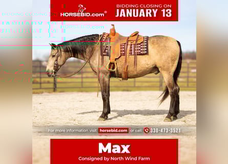 Andalusian Mix, Gelding, 7 years, 15.3 hh, Buckskin