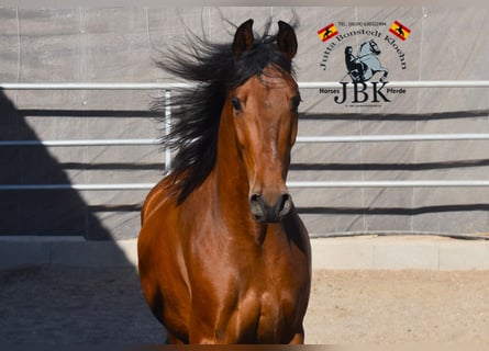Andalusian, Gelding, 7 years, 15,1 hh, Brown