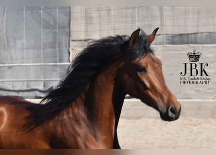 Andalusian, Gelding, 7 years, 15,1 hh, Brown