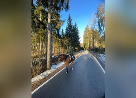 Andalusian, Gelding, 7 years, 15,2 hh, Brown