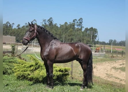 Andalusian, Gelding, 7 years, 15,2 hh, Smoky-Black
