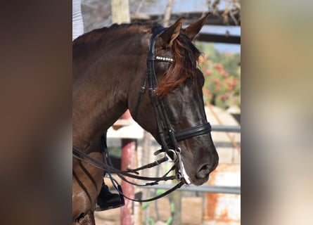 Andalusian, Gelding, 7 years, 16.3 hh, Black