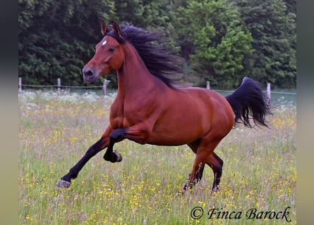 Andalusian, Gelding, 7 years, 16 hh, Brown