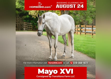 Andalusian, Gelding, 7 years, 16 hh, Grey
