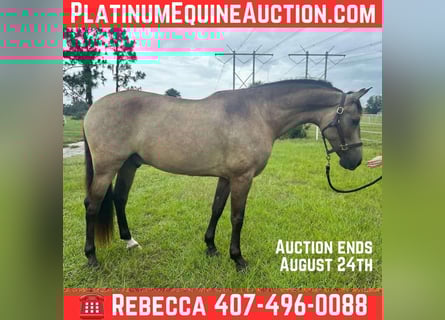 Andalusian, Gelding, 7 years, 16,1 hh, Buckskin