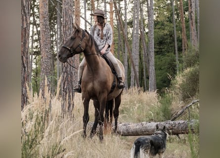 Andalusian Mix, Gelding, 7 years, 17.1 hh, Bay