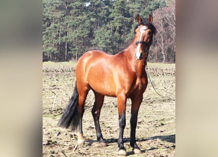 Andalusian Mix, Gelding, 8 years, 15.2 hh, Brown