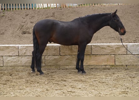Andalusian, Gelding, 8 years, 15.2 hh, Smoky-Black