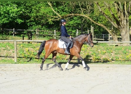 Andalusian, Gelding, 8 years, 15,2 hh, Brown