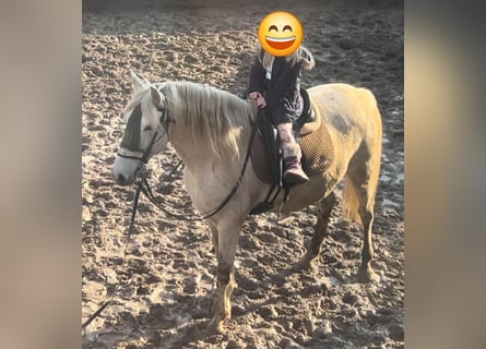 Andalusian, Gelding, 8 years, 16 hh