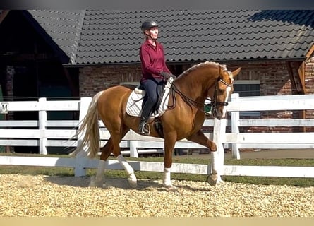 Andalusian, Gelding, 8 years, 16 hh, Palomino