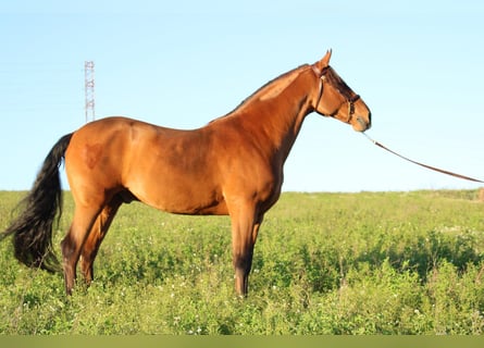 Andalusian, Gelding, 8 years, 16,1 hh, Brown-Light