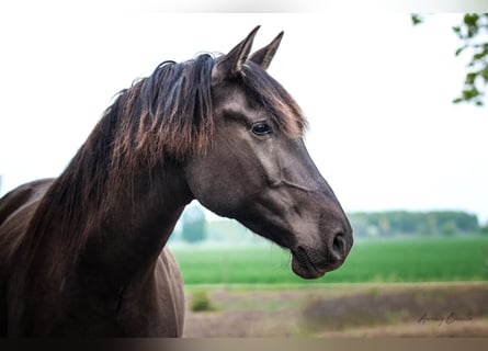 Andalusian, Gelding, 8 years, 17,1 hh