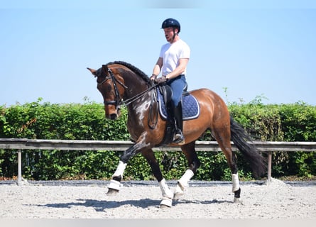 Andalusian, Gelding, 8 years, 17 hh, Brown