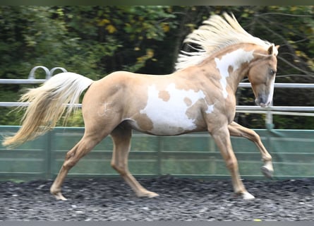 Andalusier, Wallach, 8 Jahre