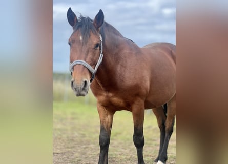 Andalusian, Gelding, 9 years, 14.2 hh, Brown