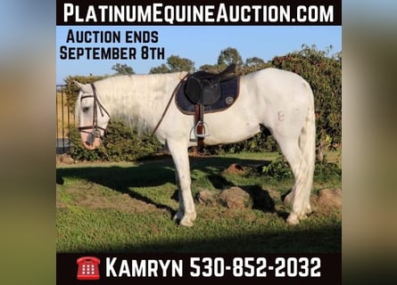 Andalusian, Gelding, 9 years, 15.1 hh, Grey