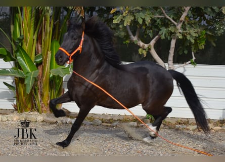 Andalusian Mix, Gelding, 9 years, 15.2 hh, Black