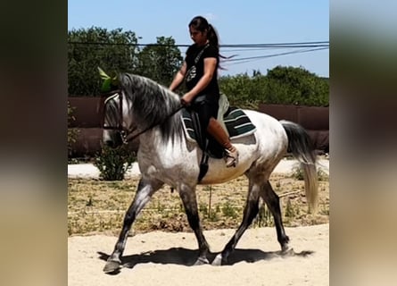 Andalusian, Gelding, 9 years, 15.2 hh, Gray-Dapple
