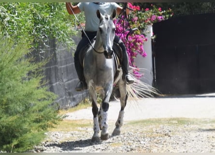 Andalusian, Gelding, 9 years, 15,1 hh, Gray