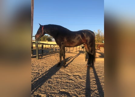 Andalusian, Gelding, 9 years, 16 hh, Bay-Dark