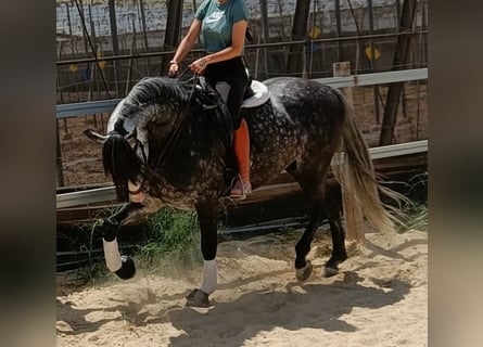 Andalusian, Gelding, 9 years, 16 hh, Grey-Dapple