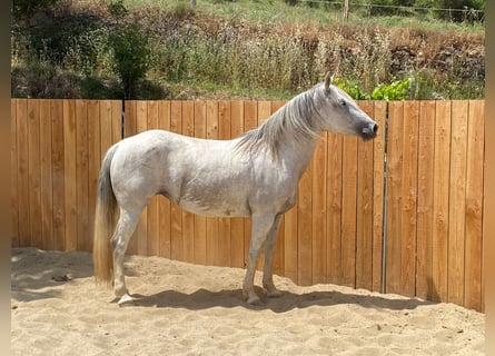 Andalusian Mix, Mare, 10 years, 14,2 hh, Gray
