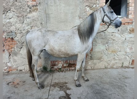 Andalusian, Mare, 10 years, 14,2 hh, Grey-Fleabitten
