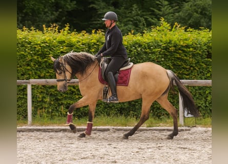 Andalusian, Mare, 10 years, 15,3 hh, Dun