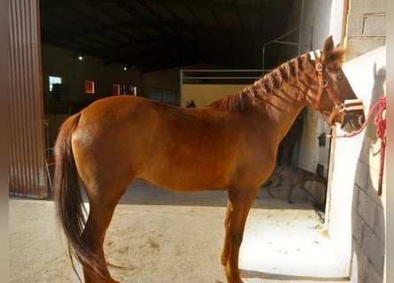 Andalusian, Mare, 11 years, 14.2 hh, Chestnut-Red