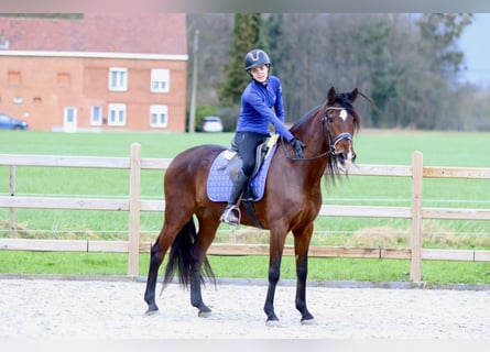 Andalusian, Mare, 11 years, 15.2 hh, Brown