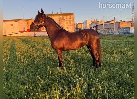 Andalusian, Mare, 11 years, 15,2 hh, Bay-Dark