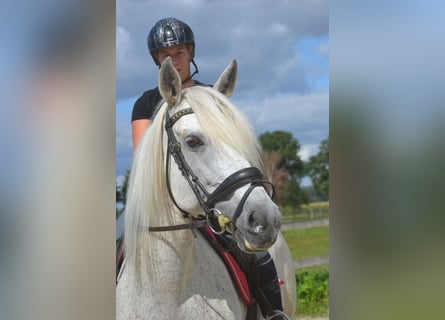 Andalusian, Mare, 11 years, 15,2 hh, Grey