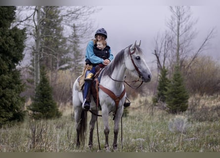 Andalusian, Mare, 11 years, Gray