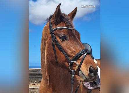 Andalusian, Mare, 12 years, 15,2 hh, Brown