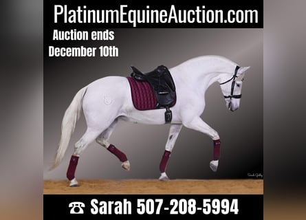 Andalusian, Mare, 12 years, 15.2 hh, White