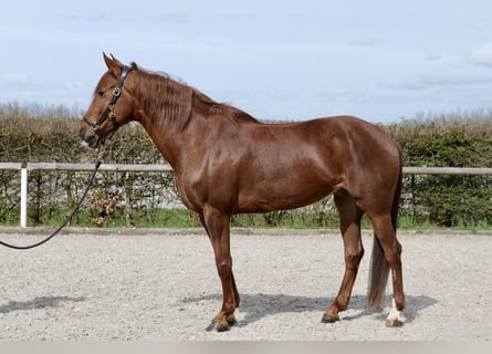 Andalusian, Mare, 12 years, 15.3 hh, Chestnut-Red