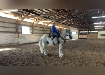 Andalusian Mix, Mare, 12 years, 16 hh, Gray