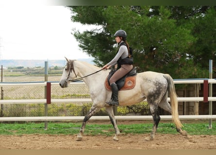 Andalusian, Mare, 12 years, 16 hh, Gray-Dapple